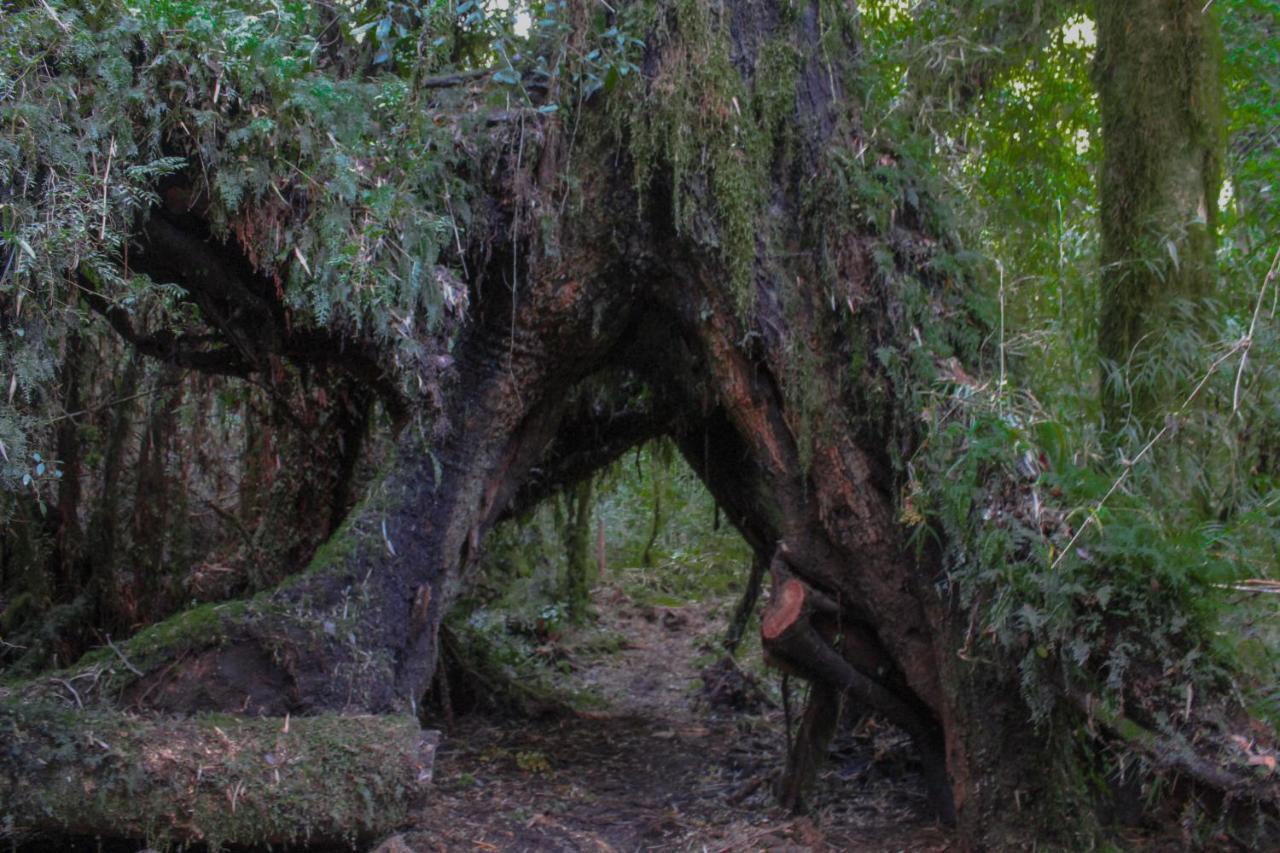 Lodge Parque Tepuhueico Castro Bagian luar foto