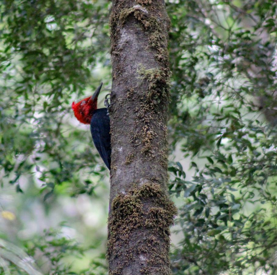 Lodge Parque Tepuhueico Castro Bagian luar foto